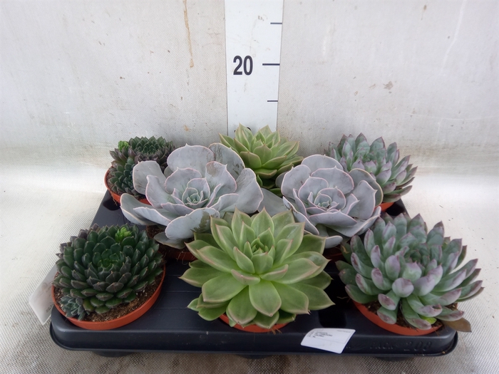<h4>Echeveria   ...mix</h4>