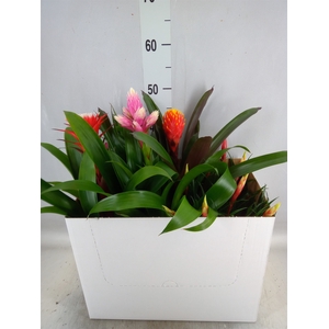 Bromelia   ...mix