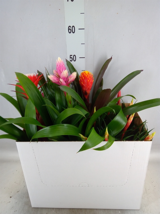 <h4>Bromelia   ...mix</h4>