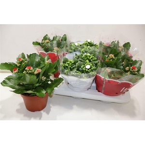 arr8 Kal Ge Gem 2 Kl