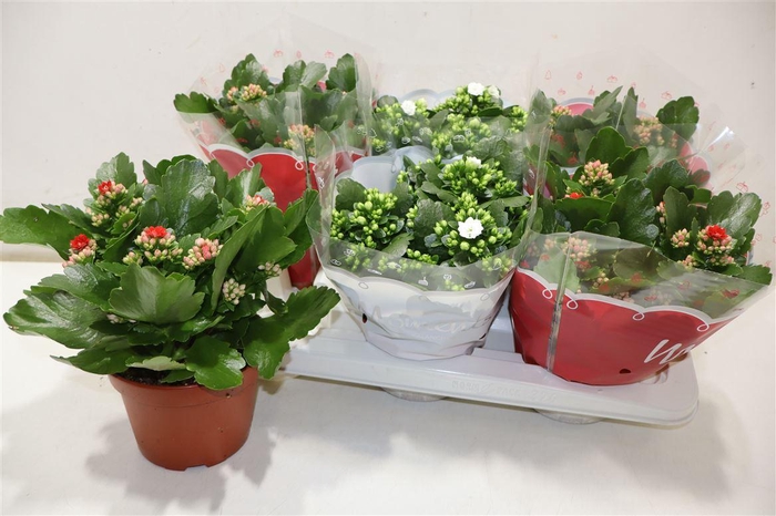 <h4>arr8 Kal Ge Gem 2 Kl</h4>