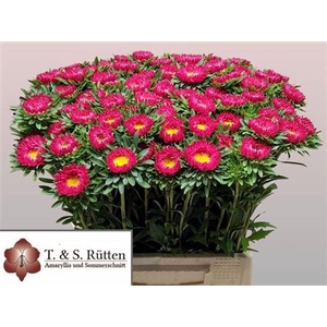 Callis Mats Scharlaken