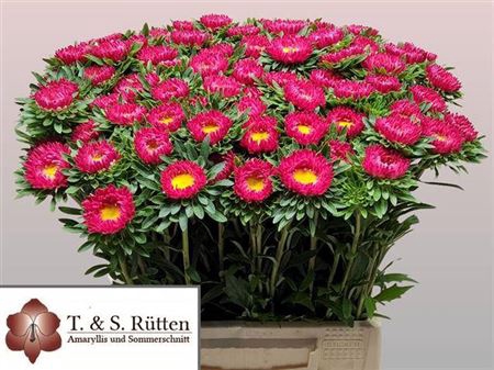 <h4>Callis Mats Scharlaken</h4>