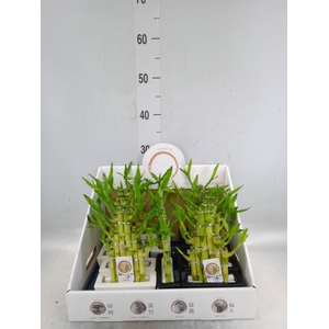 Dracaena sand. 'Lucky Bamboo' ..pyr