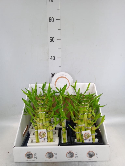 <h4>Dracaena sand. 'Lucky Bamboo' ..pyr</h4>