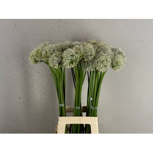 Allium Mount Everest