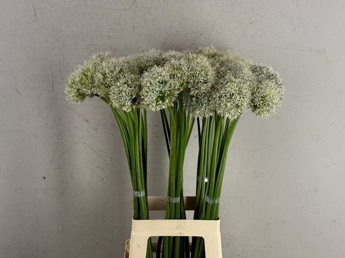 <h4>Allium Mount Everest</h4>