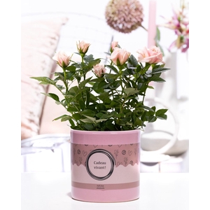 Rosa light pink in P&P cadeau concept: CADEAU VIVANT!