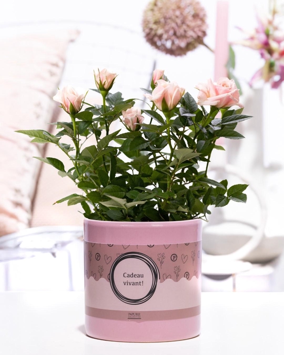 <h4>Rosa light pink in P&P cadeau concept: CADEAU VIVANT!</h4>
