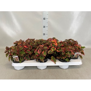 Houttuynia cordata