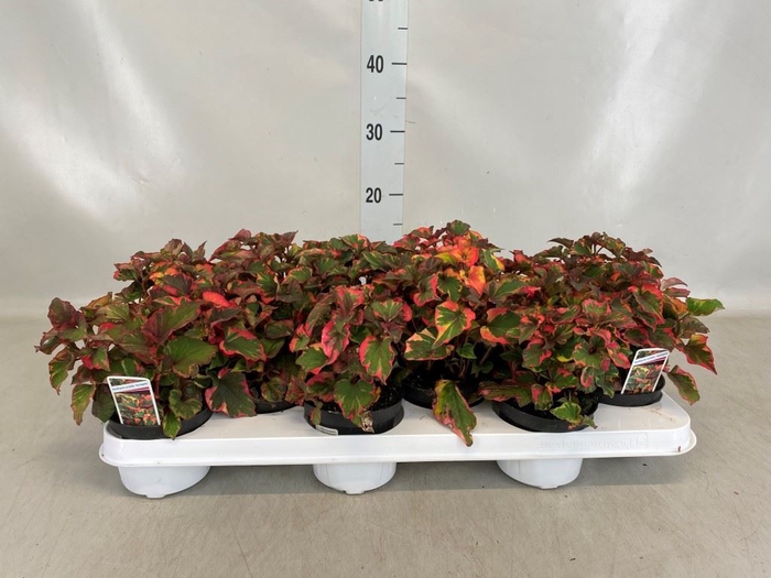 <h4>Houttuynia cordata</h4>