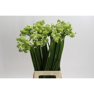 Ornithogalum Saundersiae