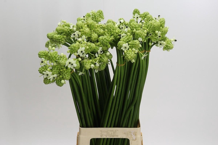 <h4>Ornithogalum Saundersiae</h4>