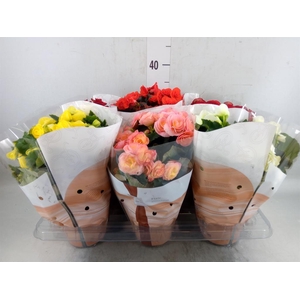 Begonia elat. DU   ...mix