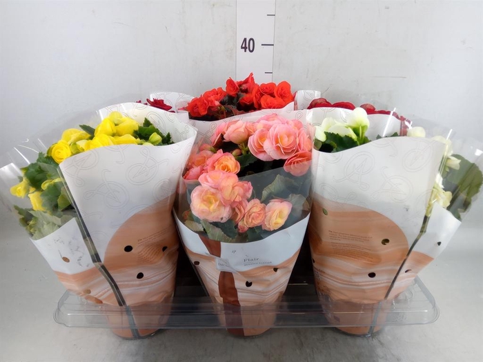 <h4>Begonia elat. DU   ...mix</h4>