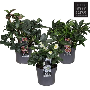 Helleborus mix tray P19