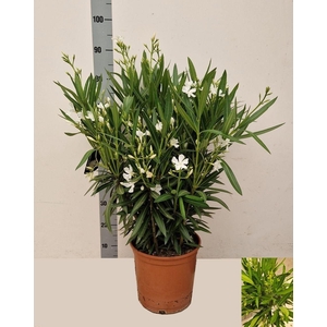 NERI OLEANDER
