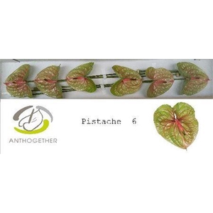 Anth A Pistache 6 Small Pack