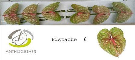 <h4>Anth A Pistache 6 Small Pack</h4>