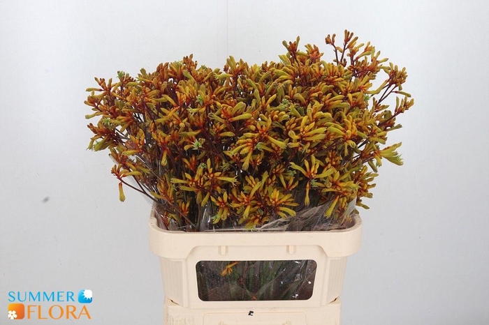 <h4>ANIGOZ SUN GOLD</h4>