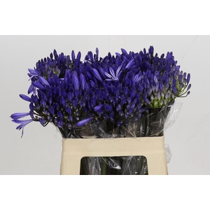 Agapanthus EYFORI Blue