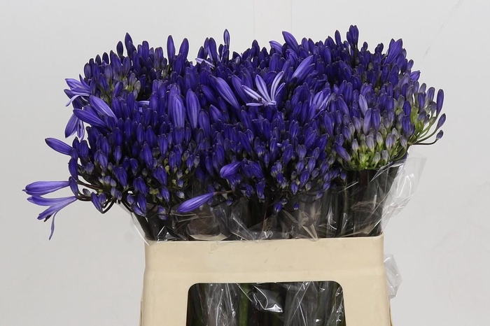 Agapanthus EYFORI Blue