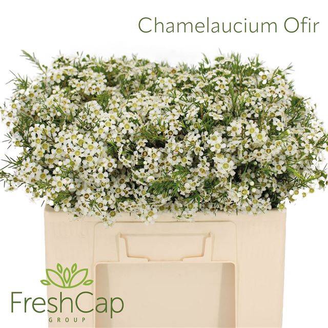 <h4>CHAME UN OFIR</h4>