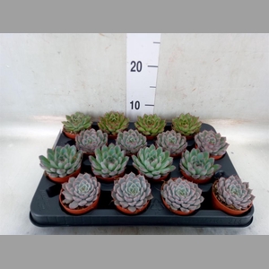 Echeveria   ...mix