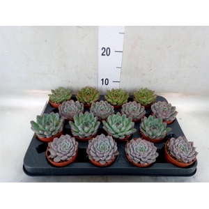 Echeveria   ...mix
