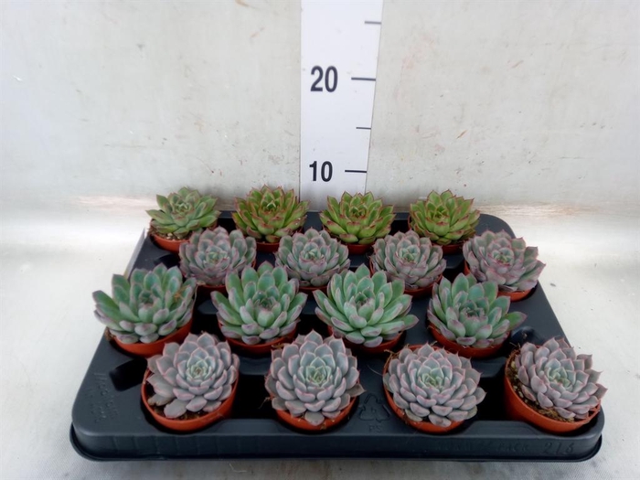 <h4>Echeveria   ...mix</h4>
