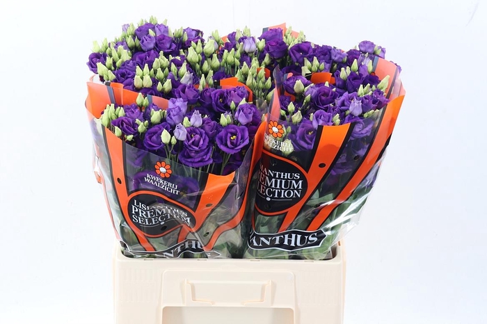 <h4>Eus G Rosi Blue</h4>