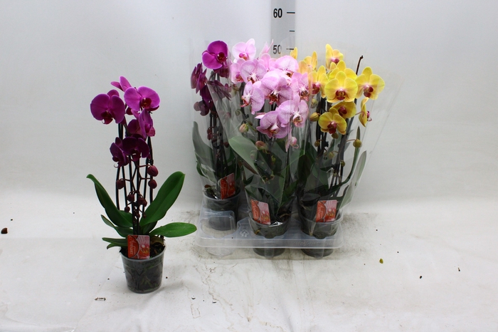 <h4>PHAL EL CASCADE</h4>