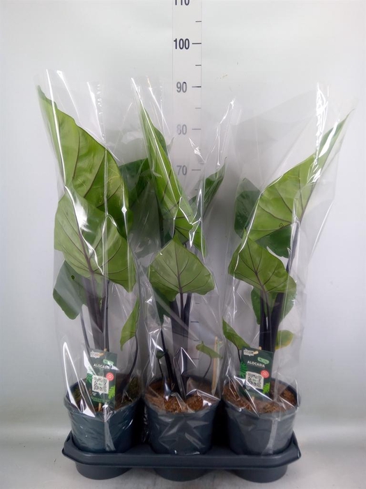 <h4>Alocasia   ...</h4>