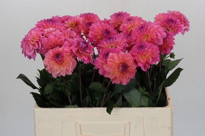 <h4>Dahlia Esli</h4>