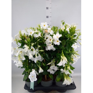 Mandevilla sand. 'SumStar White'