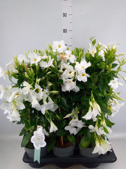 <h4>Mandevilla sand. 'SumStar White'</h4>