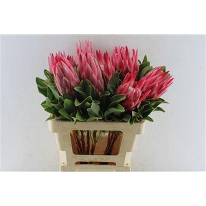 PROTEA CY MADIBA