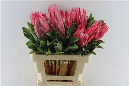 <h4>PROTEA CY MADIBA</h4>