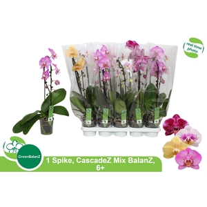 PHAL EL CASCADE