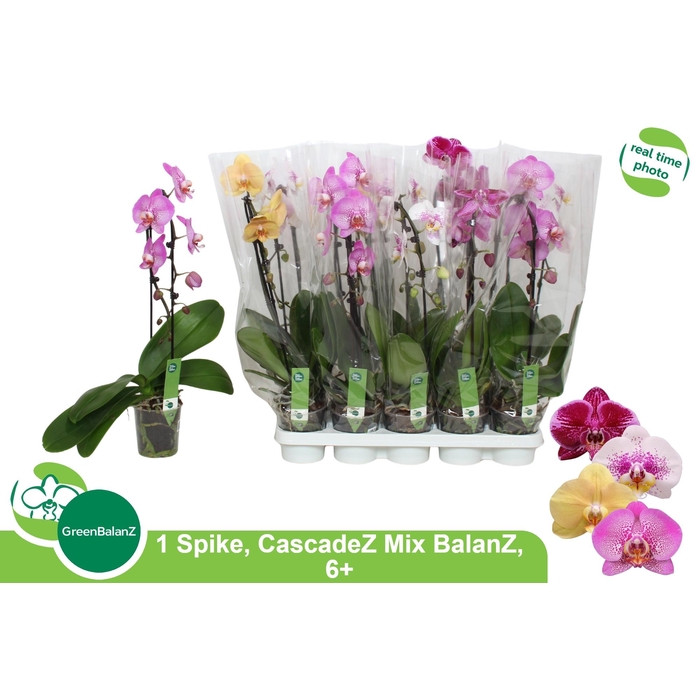 <h4>PHAL EL CASCADE</h4>