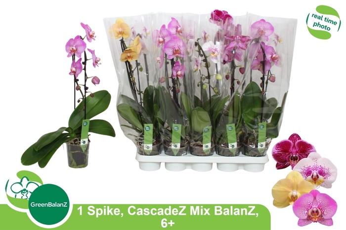 PHAL EL CASCADE