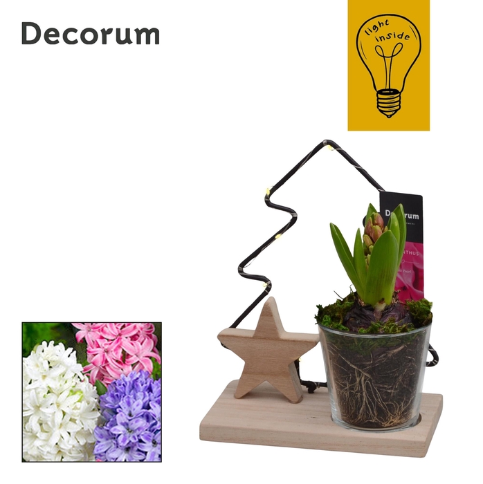 <h4>ARR HYACINTH</h4>