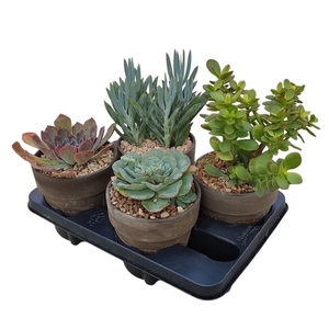 MIX SUCCULENTS IN TERRACOTTA POT Ø 15 - TRAY 4 PCS (SUCCULENTEN)