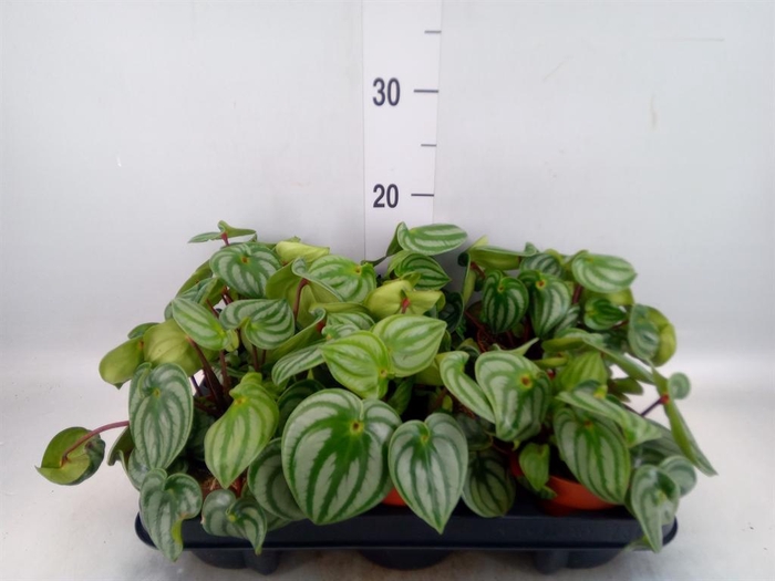 <h4>Peperomia argyreia 'Costa Rica'</h4>