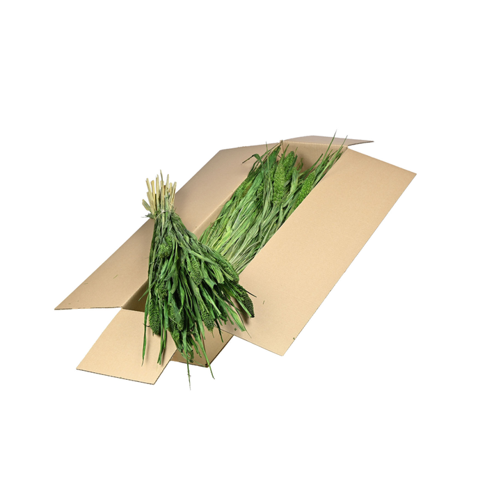 <h4>Setarea Italica Sb Moss Green</h4>