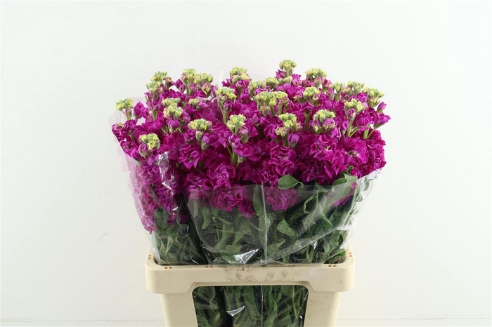 <h4>Matth Iron Red</h4>