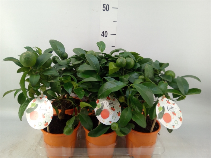 <h4>Citrus limetta</h4>