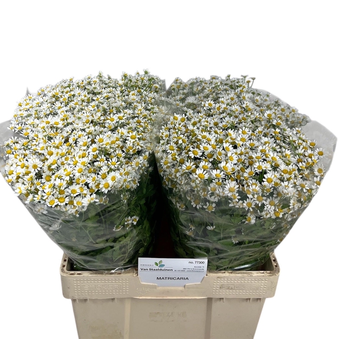 <h4>Tana Pa Cameron</h4>