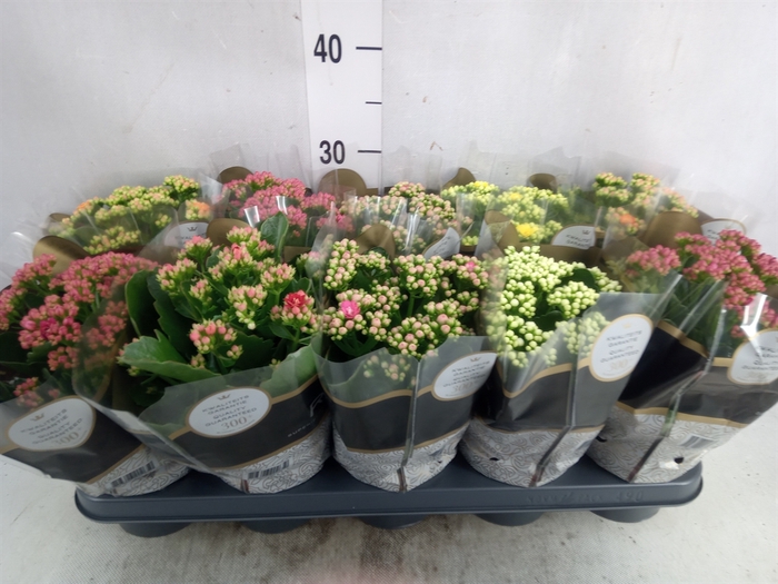 Kalanchoe blos. 'RoyalDon'   ..mix