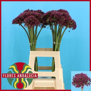 ALLIUM CHERRY